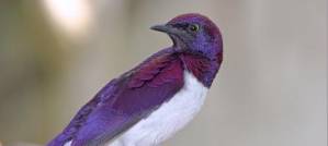 Birds Have to Sing More Loudly in the City. Birds Have to Sing More Loudly in the City.
