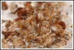 Don’t Let the Bedbugs Bite