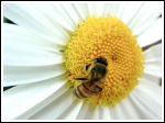 The Bee/Cellphone Problem