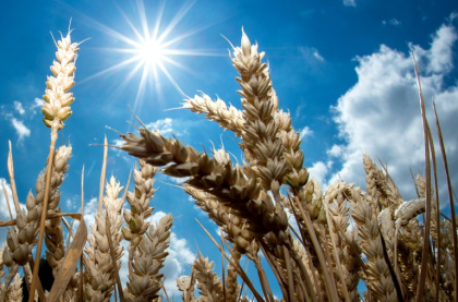 Does sunlight rapidly destroy the coronavirus.jpg