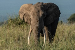 From poaching to avocados, Kenya's elephants face new threat.jpg