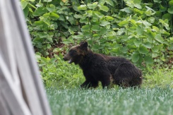 Rock and roar: Japan region's riff warns of bear attacks