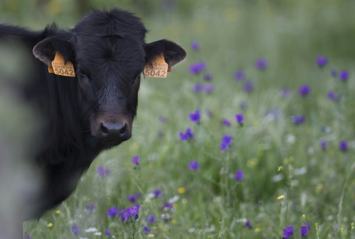 Spain to put video cameras in abattoirs