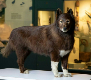 DNA study of famed US sled dog shows what made him so tough.jpg DNA study of famed US sled dog shows what made him so tough.jpg
