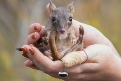 hop back in South Australia.jpg hop back in South Australia.jpg