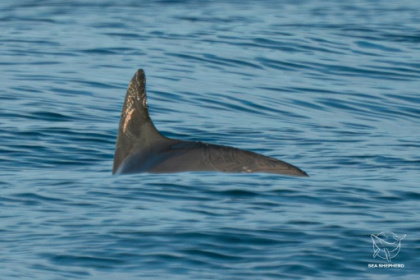 Vaquitas still exist, but barely.jpg Vaquitas still exist, but barely.jpg