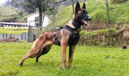 Rescue dog that helped find lost kids in Amazon is now missing.jpg Rescue dog that helped find lost kids in Amazon is now missing.jpg