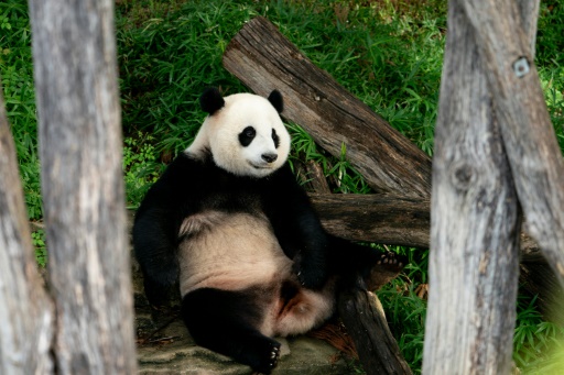 Washington says goodbye to pandas amid bitter US-China backdrop