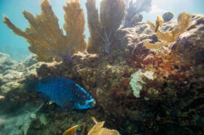 Florida ocean temperature topped 100F, setting potential record.jpg Florida ocean temperature topped 100F, setting potential record.jpg