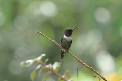 To find out how wildlife is doing, scientists try listening.jpg To find out how wildlife is doing, scientists try listening.jpg