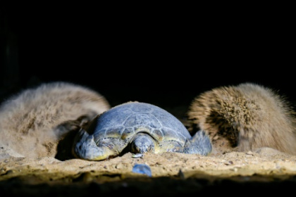 Green turtles fight to survive against Pakistan's urban sprawl.jpg Green turtles fight to survive against Pakistan's urban sprawl.jpg