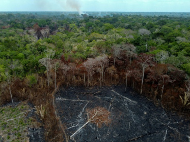 Despite gains in Brazil, forest destruction still.jpg Despite gains in Brazil, forest destruction still.jpg