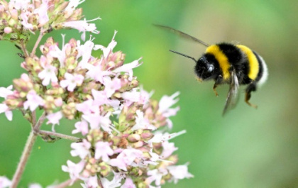 Queen bumblebees surprise scientists by surviving underwater.jpg Queen bumblebees surprise scientists by surviving underwater.jpg