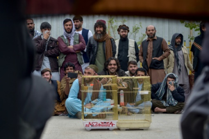 birdsong duels enthral Afghans.jpg birdsong duels enthral Afghans.jpg