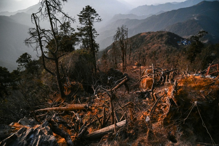 Nepal community fights to save sacred forests from cable cars