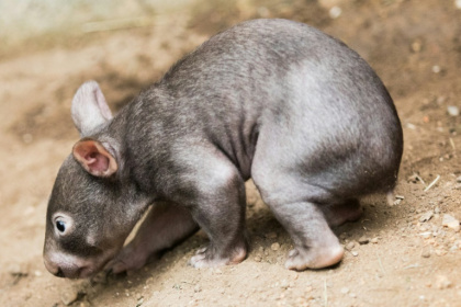 Australia's Wombat Protection Society accused an influencer of mishandling a baby marsupial for social media likes