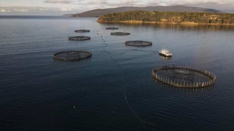 Dead salmon create election stink on Australian island