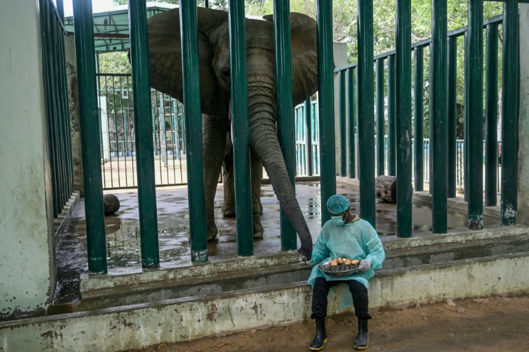 Jumbo task: 400 pills a day for elephants with TB in Pakistan