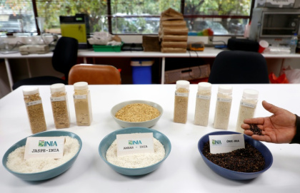 Researchers at Chile's gricultural Research Institute's (INIA) Rice Breeding Program have developed a new, less-thirsty strain they call Jaspe - RAUL BRAVO