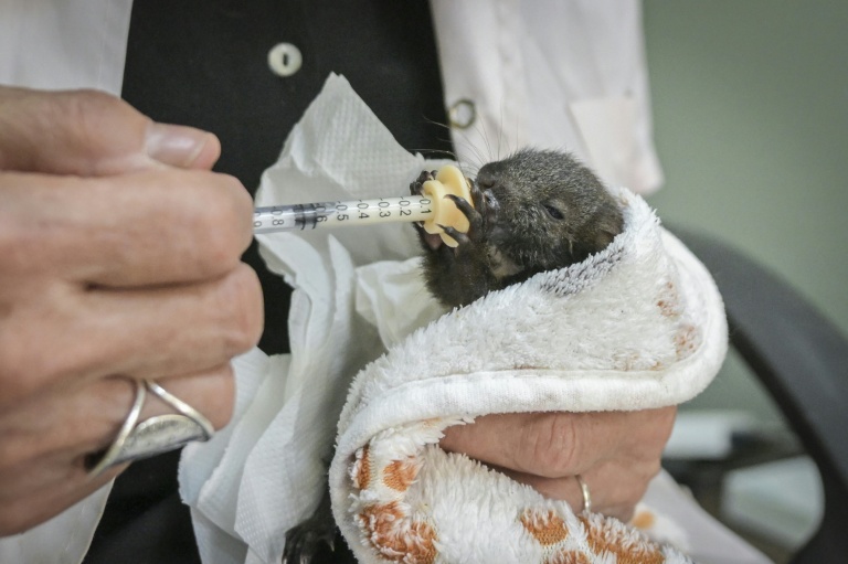 'Roasted alive': Greek wildlife suffers as climate changes