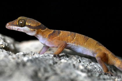 A biologist might go a lifetime without discovering a new species. It took a team exploring Cambodia's limestone karst a single night to find three - TANG CHHIN Sothy (AFP)