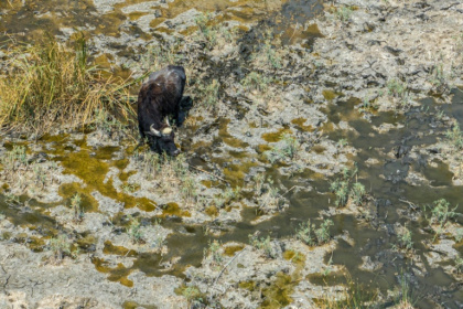 Years of drought have reduced southern Iraq's mythical marshes to a barren land - Asaad NIAZI (AFP)