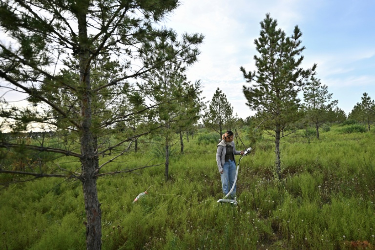 China's 'Great Green Wall' brings hope but also hardship
