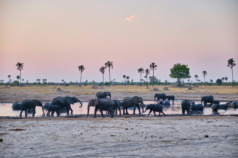 Tech tracking to tackle human-wildlife conflict in Zimbabwe