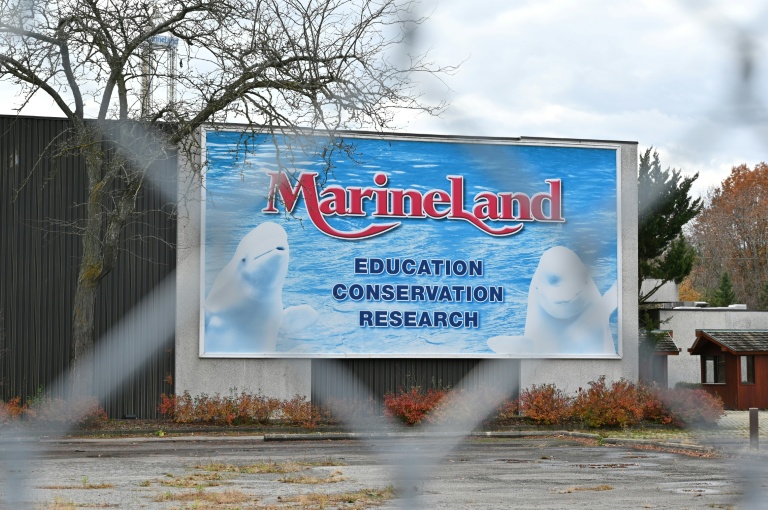 Canada's captive whales face euthanasia threat and uncertain future