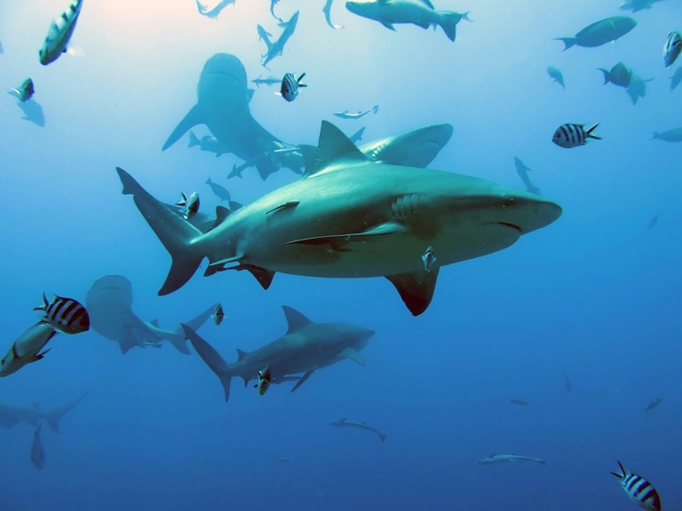 Bull shark kills woman off Australia beach