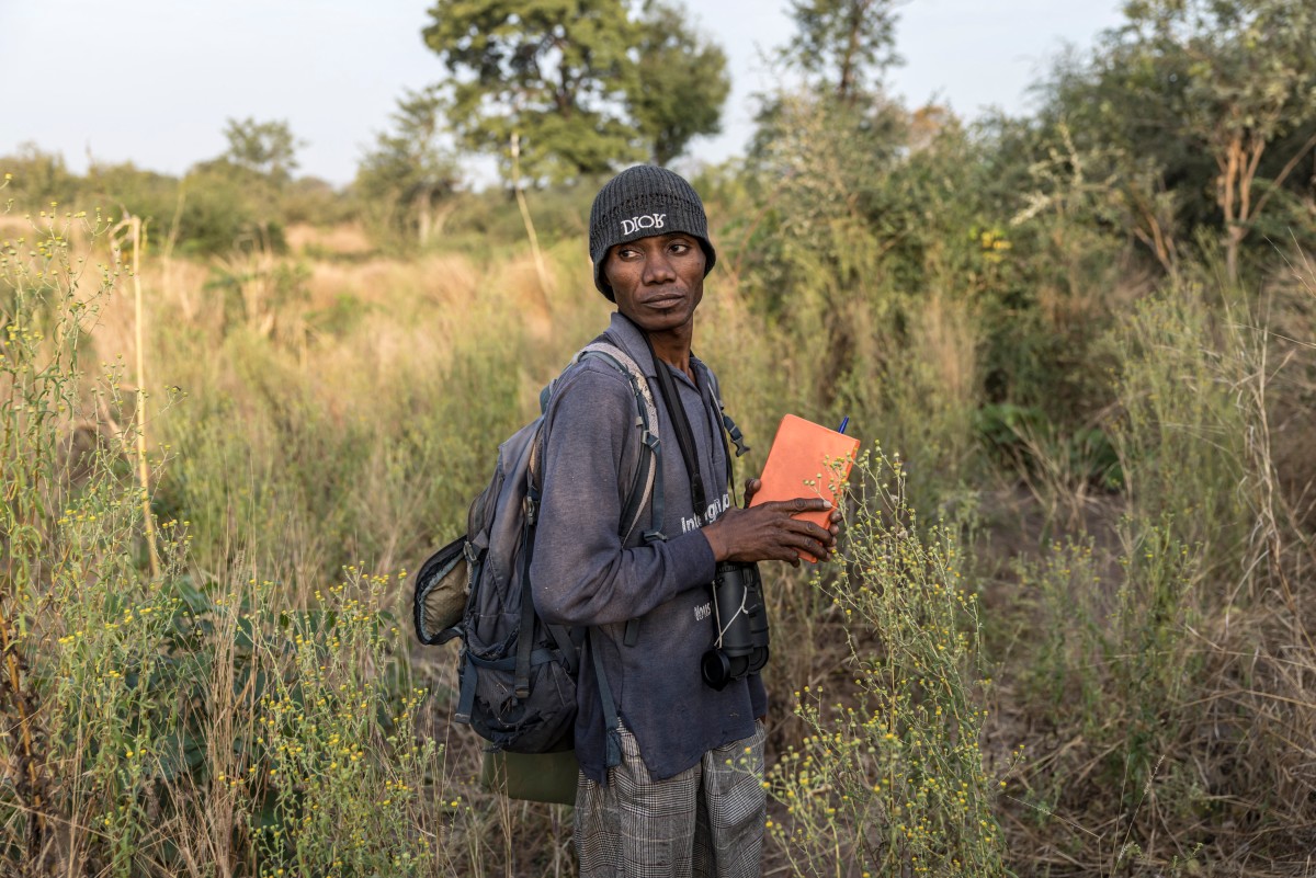 In remote Senegal, chimp researchers escape gold mines' perils