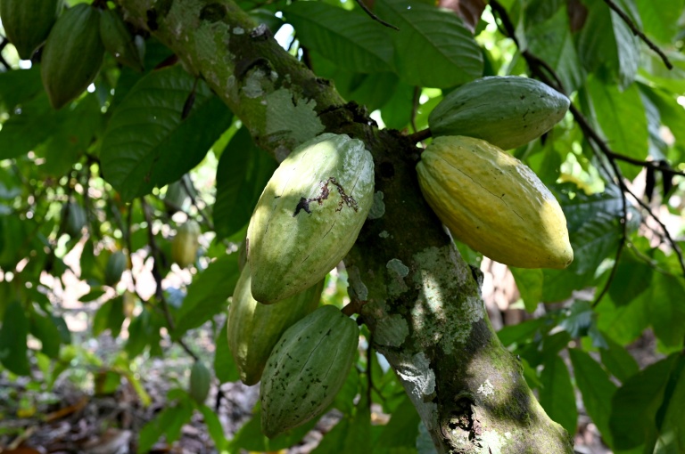 Chocolate prices high before Christmas despite cocoa fall