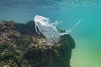 A new study aims to measure how much is too much when marine animals consume plastic - Olivier MORIN (AFP)