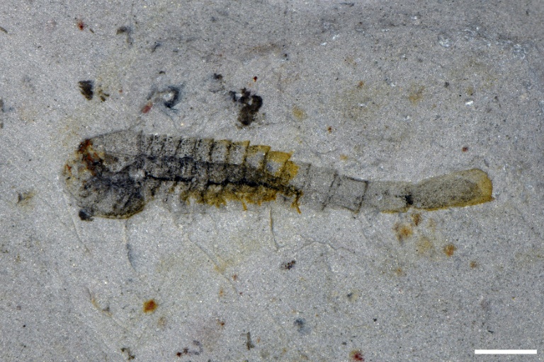 'Extraordinary' trove of ancient species found in China quarry