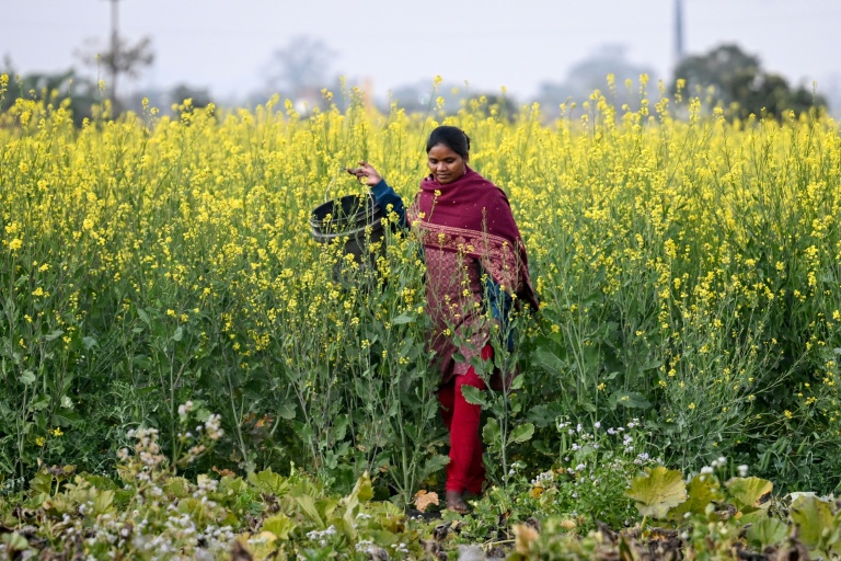Rural India powers global AI models