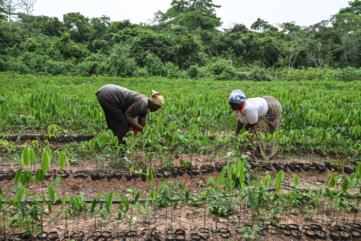 Ivory Coast women tap newfound freedom as rubber farm owners