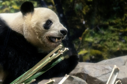Giant panda Xiao Xiao is seen in its enclosure during the final day for public viewing before its departure for China, at Ueno Zoo in Tokyo on January 25, 2026 - Philip FONG (AFP)