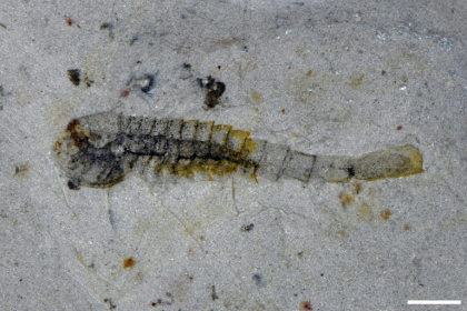 The Chinese team uncovered more than 150 different species between 2021 and 2024 - Han Zeng (AFP)