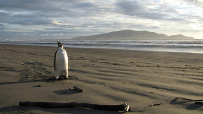 Emperor penguins are seeing their habitat cut back by climate change -- with potentially deadly consequences - Richard Gill (AFP)