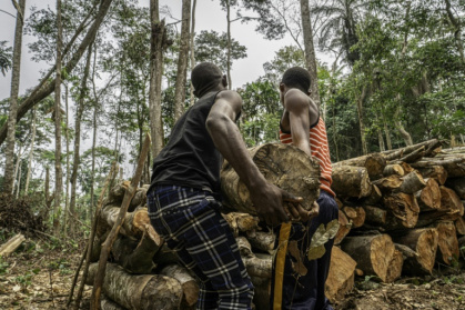 DRC's forests are prized by buyers of forest concessions -- some for logging, others for contested carbon-offset programmes - Glody MURHABAZI (AFP)